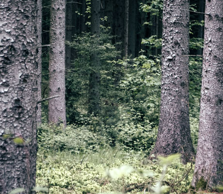 Kundenreferenzen in Deutschland Bild aus Wald in Schleswig-Holstein