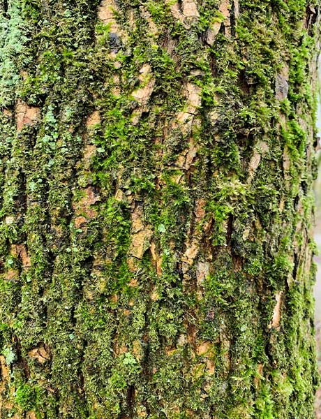 Saftig grünes Moos an Baum